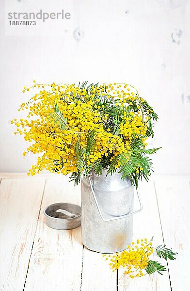 Mimosenblüten in einer Vintage-Metall-Milchkanne auf dem rustikalen weißen Holzhintergrund. Shabby-Chic-Stil Dekoration mit Blumen. Selektiver Fokus