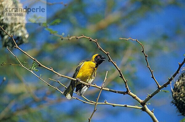 DORFWEBER (ploceus cucullatus)  ERWACHSENER SINGT AUF BRANCHE  KENIA