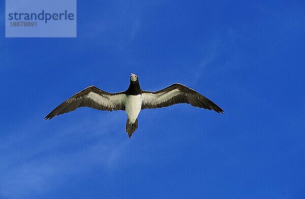 Brauner Tölpel (sula leucogaster)  Erwachsener im Flug  Australien  Ozeanien