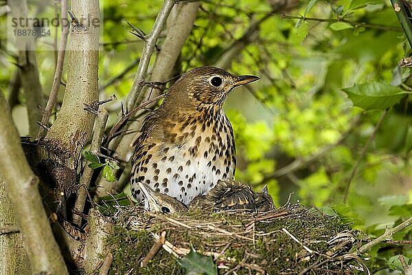 Singdrossel (turdus philomelos)  Erwachsene und Küken am Nest  Normandie