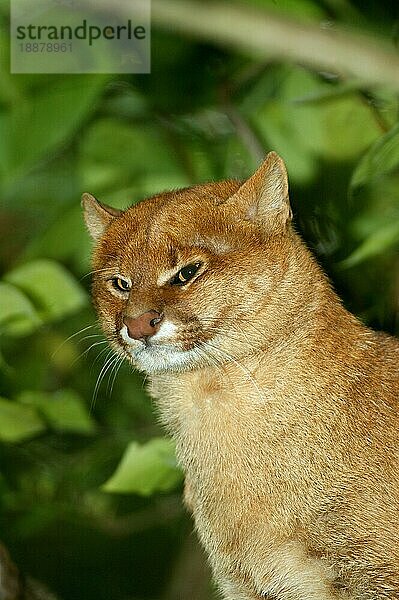 Jaguarundi  herpailurus yaguarondi  Porträt eines Erwachsenen