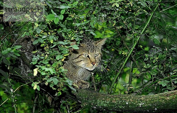 EUROPÄISCHE WILDKATZE (felis silvestris)  ERWACHSENER  TEILWEISE VERDECKT DURCH FOLIEN