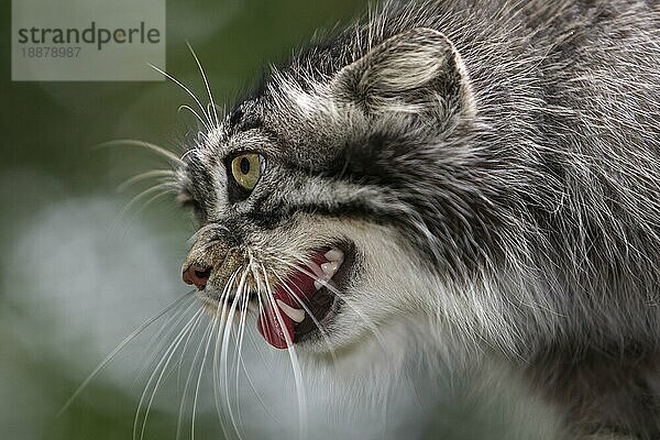 Manul (otocolobus manul) oder Pallas-Katze  Portrait eines Erwachsenen