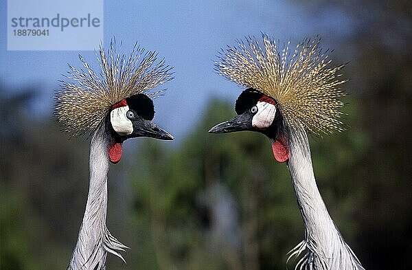 GRAUBRAUNKRAN (balearica regulorum)  Porträt von Erwachsenen  NAKURU PARK IN KENIA