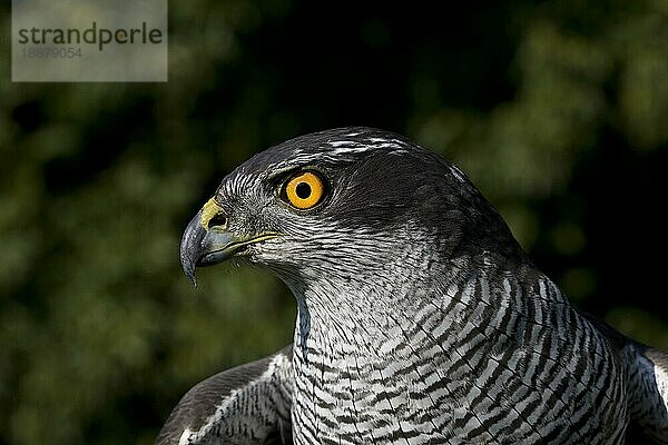 GOSHAWK (accipiter gentilis)  PORTRAIT EINES ERWACHSENEN