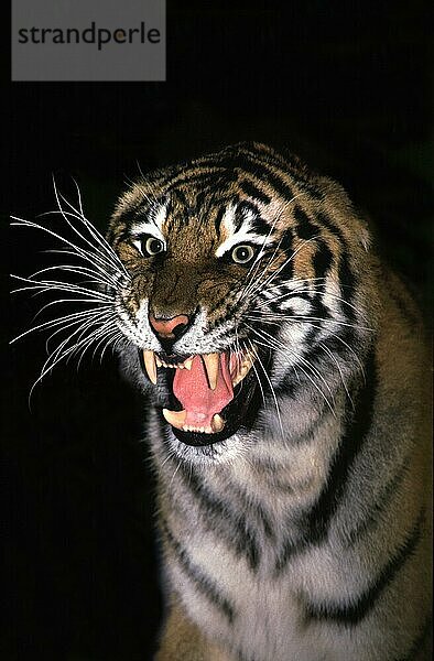 Sibirischer Tiger (panthera tigris altaica)  adult in Verteidigungshaltung knurrend