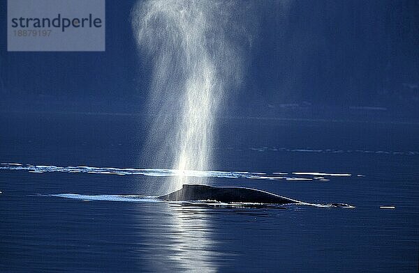 Buckelwal (megaptera novaeangliae)  Erwachsener spouting an der Meeresoberfläche  Alaska