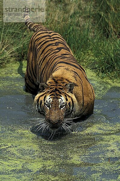 Königstiger (panthera tigris tigris)  ERWACHSENER  der ins Wasser geht