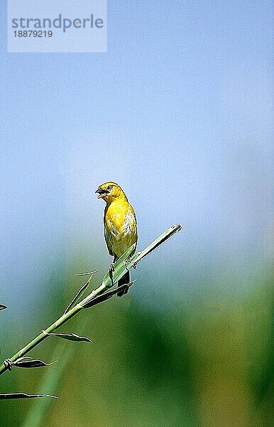 GOLDENER WEBER (ploceus xanthops)  ERWACHSENER SINGT AUF EINEM BRANSCH  KENIA