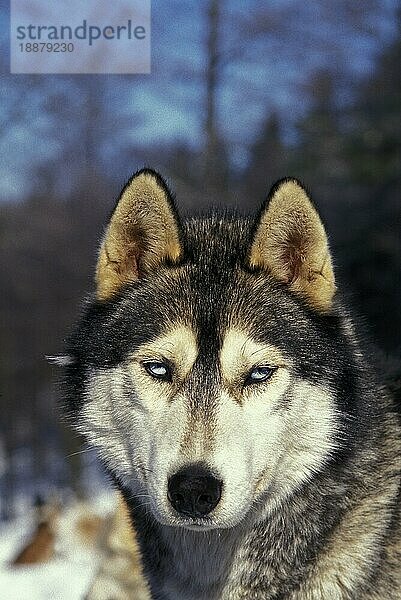 Siberian Husky Hund  Portrait eines Erwachsenen