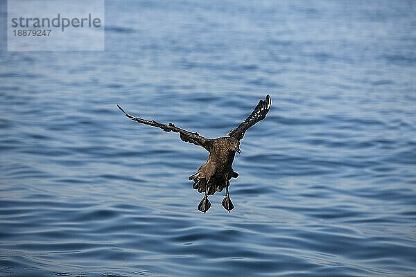 Braune Skua (catharacta antarctica)  ERWACHSENE LANDUNG AUF WASSER  FALSE BAY IN SÜDAFRIKA