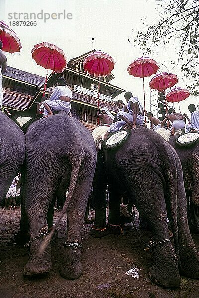 Pooram Festival in Thrissur Trichur  Kerala  Südindien  Indien  Asien