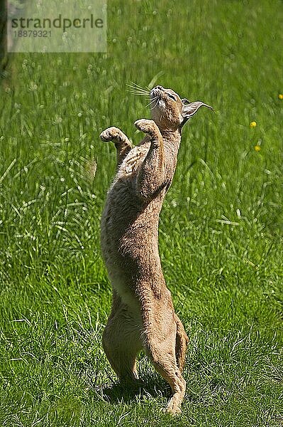 Karakal (CARACAL caracal) ERWACHSENER JAGEND  AUF DEN HINTERBÄNGEN STEHEND