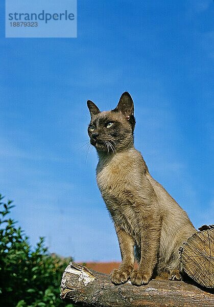 Schokolade Burmese Hauskatze  Erwachsene sitzen auf Stapel von Holz