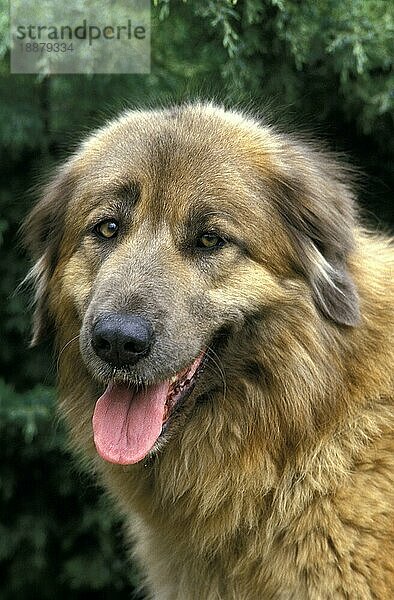 CAO DA SERRA DA ESTRELA  PORTUGIESISCHER SENNENHUND  PORTRÄT EINES ERWACHSENEN