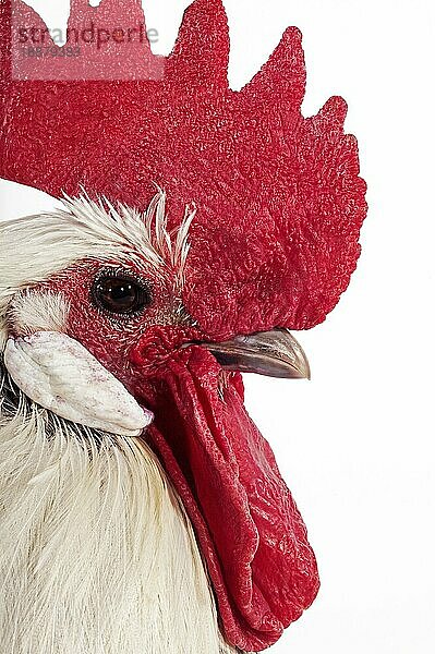 Brakel oder Braekel Domestic Huhn  eine belgische Rasse  Hahn gegen weißen Hintergrund