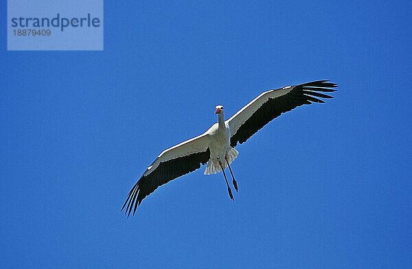 Weißstorch (ciconia ciconia)  ERWACHSENE IM FLUG