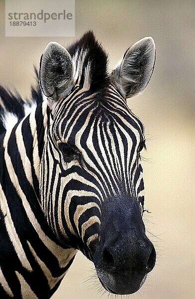 BURCHELL'S ZEBRA (equus burchelli)  PORTRAIT EINES ERWACHSENEN  KENIA