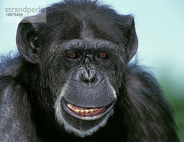 CHIMPANZEE (pan troglodytes)  PORTRAIT EINES ERWACHSENEN