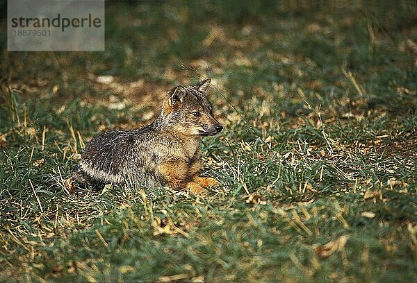 SEITENBEKLEIDETER Streifenschakal (canis adustus)  ERWACHSENER AUF GRAS liegend