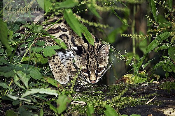 MARGAY-KATZE leopardus wiedi  KOPF EINES ERWACHSENEN aus der FOLIE