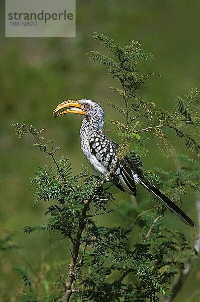 Gelbschnabel-Hornvogel (tockus flavirostris)  ERWACHSENER AUF BRANCHE  KENIA