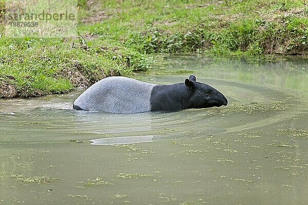 Malaiischer Tapir (tapirus indicus)  Erwachsener im Wasser