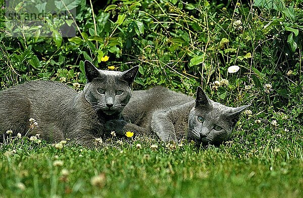 Russisch Blau Katze  Erwachsene liegend auf Gras