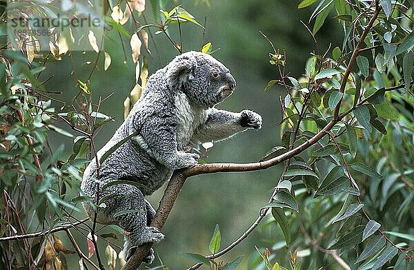 Koala (phascolarctos cinereus)  Erwachsener auf Ast  Australien  Ozeanien