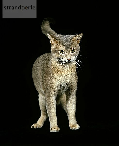 BLAUE ABESSINIER-HAUSKATZE  ERWACHSEN VOR SCHWARZEM HINTERGRUND