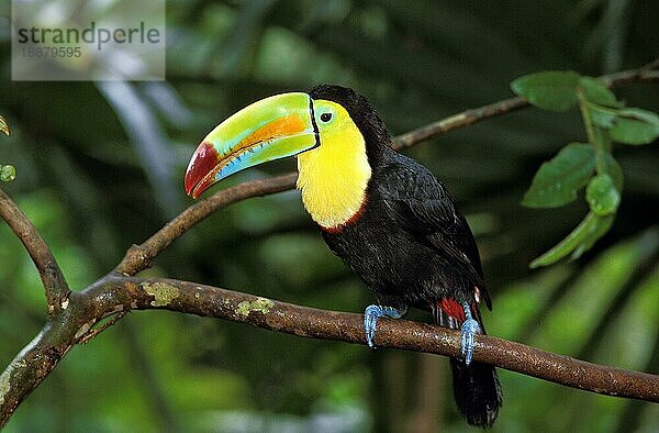 Kiefernschnabeltukan (ramphastos sulfuratus)  Erwachsener auf Ast  Costa Rica  Mittelamerika