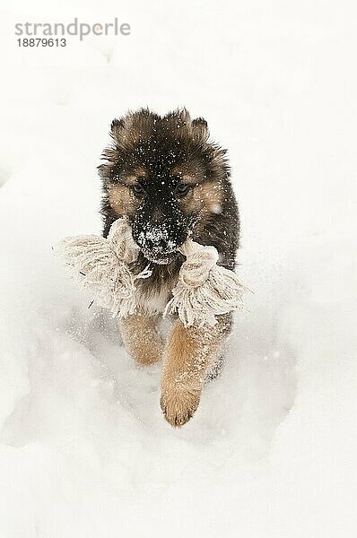 Deutscher Schäferhundwelpe  neun (9) Wochen alt  läuft mit Kauspielzeug im Schnee  Cochrane  Alberta  Kanada  Nordamerika