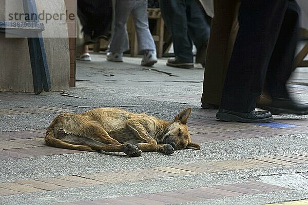 Straßenhund schläft auf Marktplatz  Otavalo  Provinz Imbabura  Ekuador