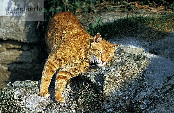 ROT GETIGERTE KATZE  ERWACHSEN  REIBT SICH AN STEIN