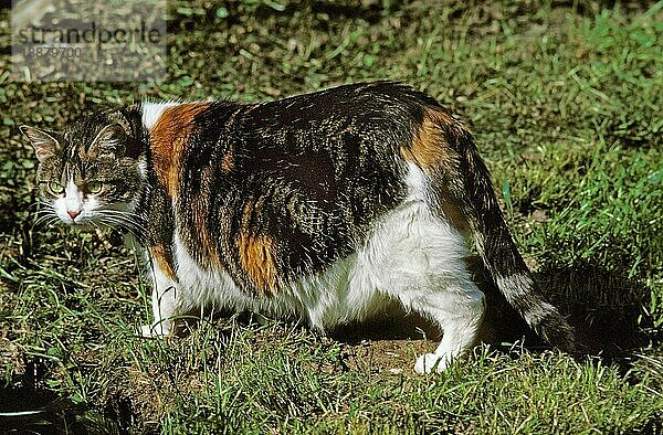 Hauskatze  Übergewichtiger Erwachsener auf Gras