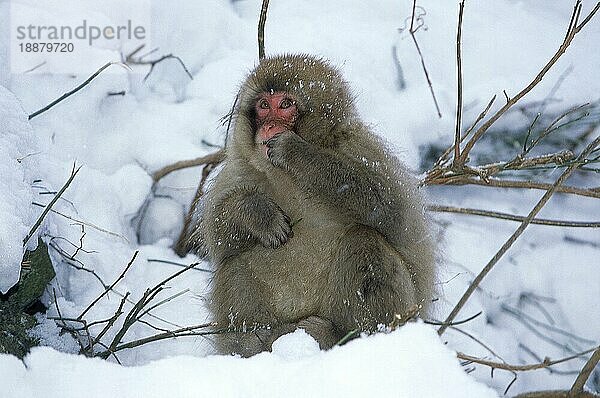 Japanmakak (macaca fuscata)  ERWACHSENER AUF SCHNEE STEHEND  HOKKAIDO INSEL IN JAPAN