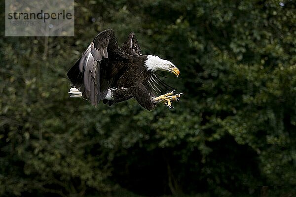 Weißkopfseeadler (haliaeetus leucocephalus)  ERWACHSENER IM FLUG MIT OFFENEN KLAUEN