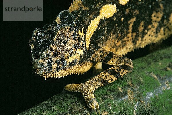 Juwelenchamäleon oder Teppichchamäleon (furcifer lateralis)  Erwachsener Farbwechsel