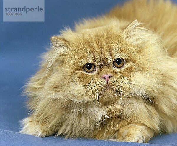 Rot gestromte persische Hauskatze  erwachsen  liegend vor blauem Hintergrund