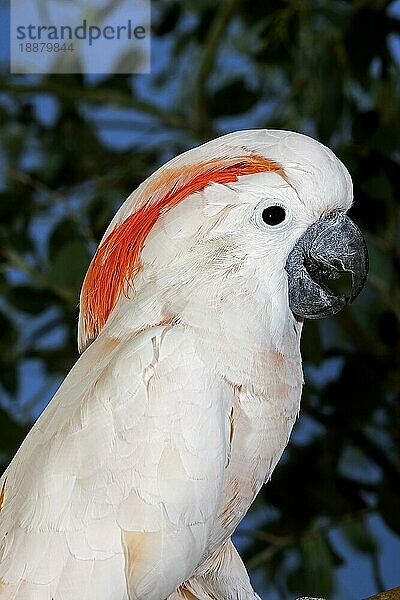 Lachsschopfkakadu oder Molukkenkakadu (cacatua moluccensis)  Portrait eines Erwachsenen