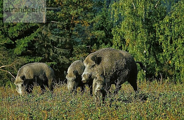 Wildschwein (sus scrofa)  ERWACHSENE AUF DER SUCHE NACH FUTTER  Frankreich  Europa