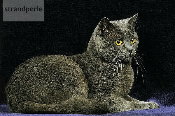 Chartreux Hauskatze  Erwachsene liegend gegen schwarzen Hintergrund