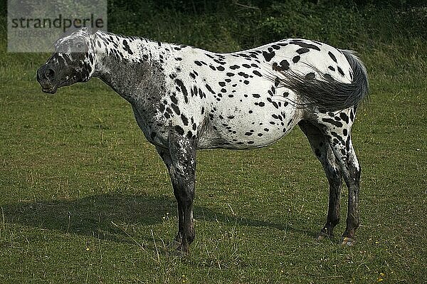 Appaloosa-Pferd  Erwachsener stehend im Paddock