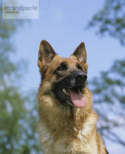 Deutscher Schäferhund  Porträt eines Erwachsenen mit herausgestreckter Zunge