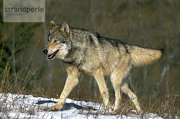 NORDAMERIKANISCHER Mackenzie-Wolf (canis lupus occidentalis)  ERWACHSENER WANDERT IM SCHNEE  KANADA