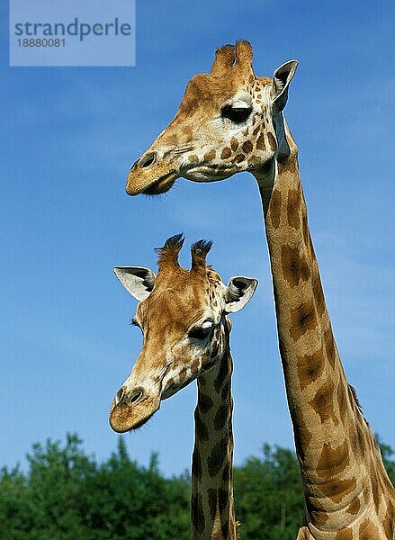 Rothschild-Giraffe (giraffa camelopardalis rothschildi)  Porträt eines Erwachsenen