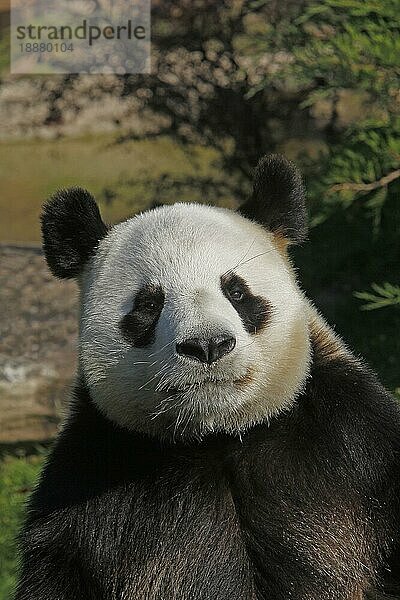 Großer Panda (ailuropoda melanoleuca)  Porträt eines Erwachsenen