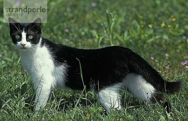 SCHWARZ-WEISSE HAUSKATZE  ERWACHSEN  STEHEND IM GRAS