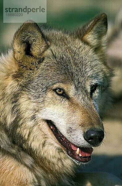 Europäischer Wolf (canis lupus)  Porträt eines Erwachsenen