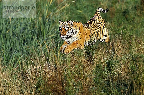 Königstiger (panthera tigris tigris)  ERWACHSENER SPRINGT IM LANGEN GRAS